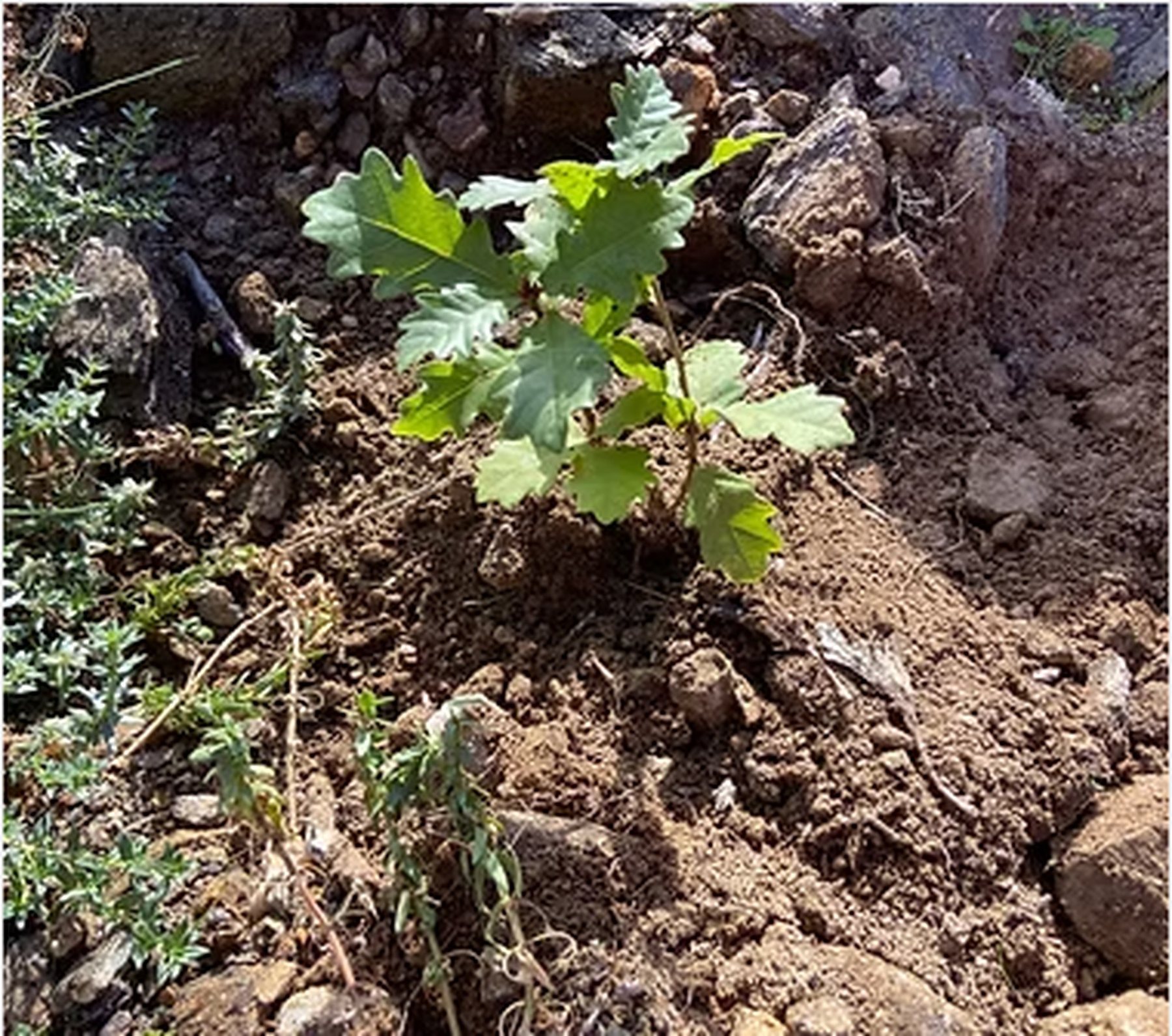 A young plant in soil, from FlorestGal's forest management page. FlorestGal public forest-management page, captured 9 October 2026. Partner experience. José Miguel Medeiros, President and CEO, FlorestGal, 2018 to 2021.